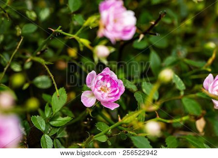 Closeup Of Pink Climbing Rose Bush In Bloom On Green Background.