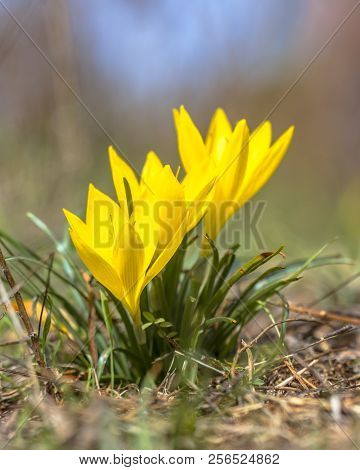Yellow Autumn Crocus Or Winter Daffodil (sternbergia Lutea) Blooming In Atural Vegetation Of Penepol