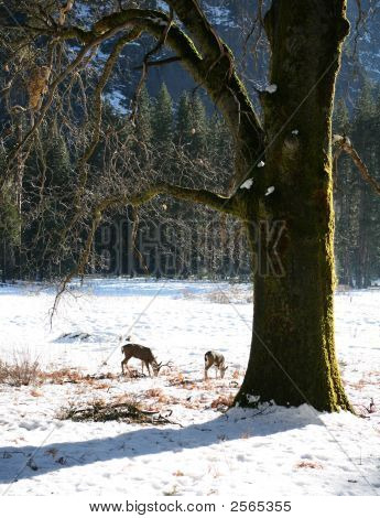 Jelenie w Moss objęte stare drzewo
