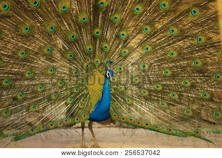 Indian Peafowl, Pavo Cristatus- Male, Jhalana, Rajasthan, India