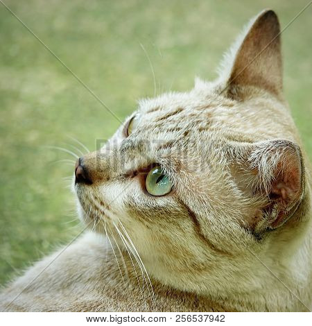 Porttrait Beautiful Thai Cat Eye Anomal Pet.