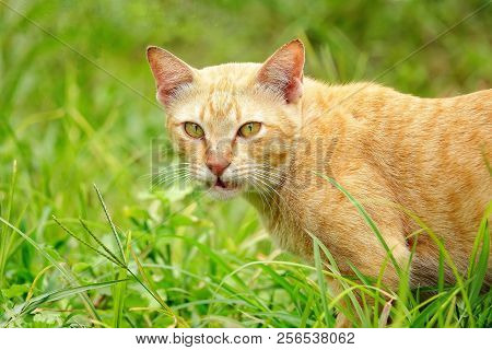 Porttrait beautiful thai cat eye animal pet.