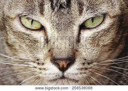 Porttrait Beautiful Thai Cat Eye Animal Pet.