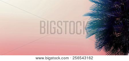 Tropical Banner With Copy Space In Pink Color And Palm Tree.
