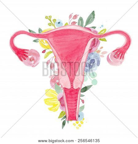 Beautiful Illustration With Watercolor Part Of Woman Body Uterus With Flowers