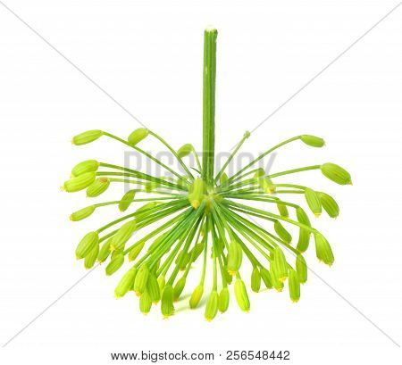 Fresh Dill Flower Isolated On White Background