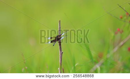 Dragonfly on a small plant stem
