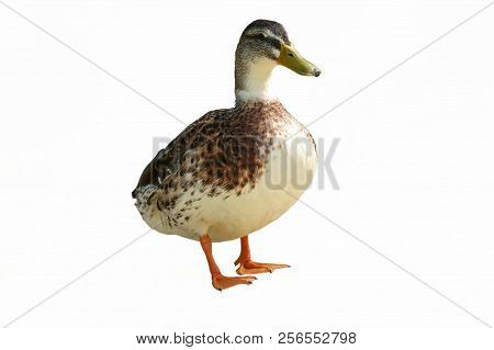 Isolated Cute  Duck Female On White Background