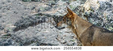 Canis Lupus Signatus Profile Looking To The Left, Text Space