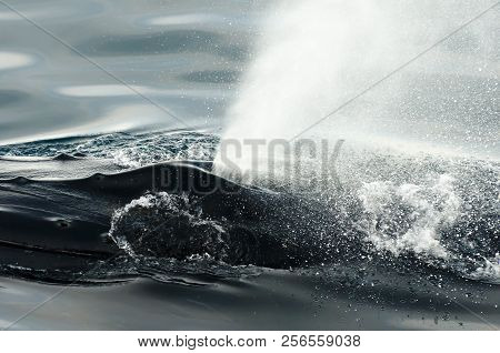 Humpback Whale Blow Hole In The Arctic - Greenland
