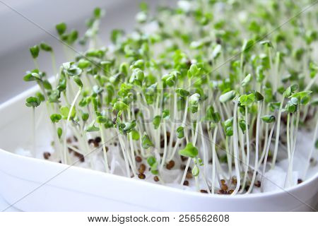 Broccoli Sprouts Source Of Myrosinase Enzyme And Sulforaphane As Anticancer Treatment