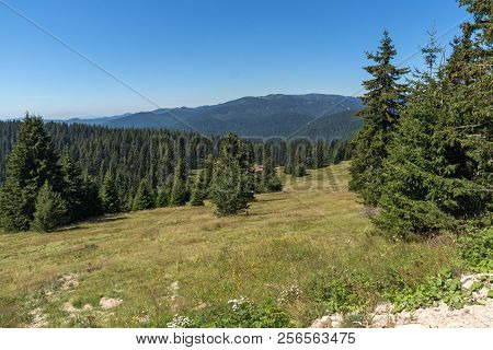 Amazing Summer Landscape Of Rhodope Mountains Near Snezhanka Peak And Ski Resort Pamporovo, Smolyan 