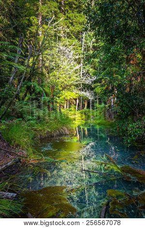 Lake In Whakarewarewa Redwood Forest, Rotorua, New Zealand