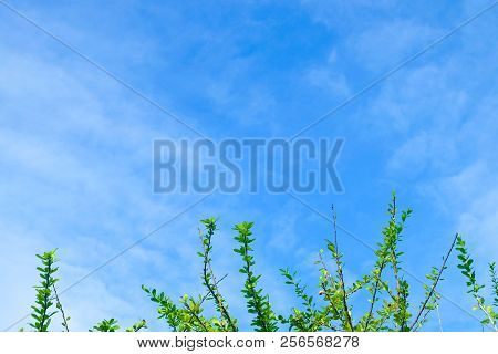 Ecology Concepts, Crescentia Cujete Or Calabash Tree Branches With Fresh Green Leaves Against On Blu