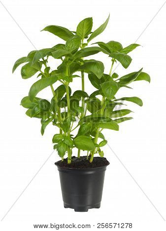 Basil Plant In Flower Pot Isolated On White Background