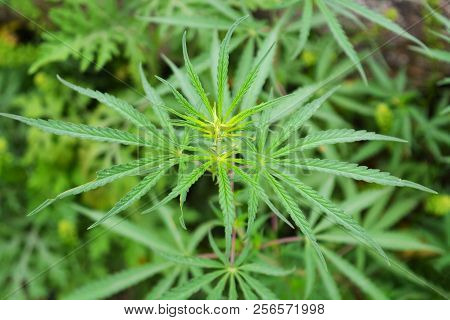 Cannabis Plant Leaves From Which Marijuana Or Bhang Is Made