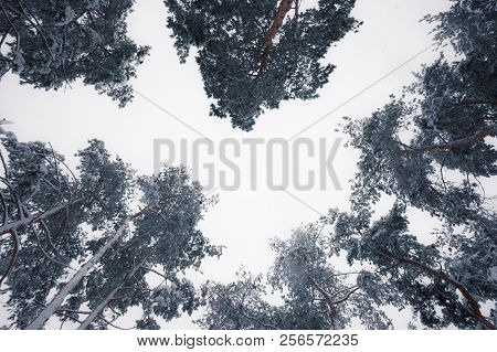Looking Up At Snowy Trees In Winter
