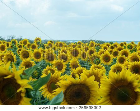 Yellow Sunflowers, Close Up Shot. Landscape Of Yellow Sunflowers Field Under A Cloudy Sky. Sunflower