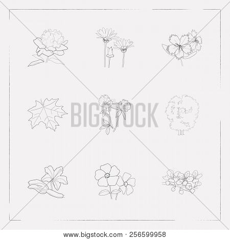 Set Of Nature Icons Line Style Symbols With Calendula, Clove, Dianthus And Other Icons For Your Web 