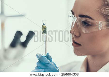 Closeup Scientist Looks At Sampes In Laboratory. Young Researcher Wearing White Coat Gloves And Prot