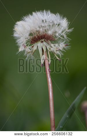 Dandelion With Seeds In Grassy Lawn Closeup