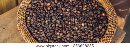 Kopi Luwak Or Civet Coffee, Coffee Beans Excreted By The Civet Banner, Long Format