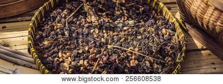 Kopi Luwak Or Civet Coffee, Coffee Beans Excreted By The Civet Banner, Long Format