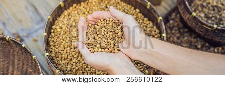 Kopi Luwak Or Civet Coffee On The Palm, Coffee Beans Excreted By The Civet Banner, Long Format