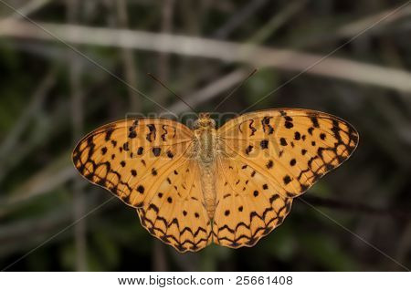 Leopardo comum empoleirar-se com asas de borboleta aberta