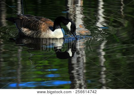 Checking His Reflection