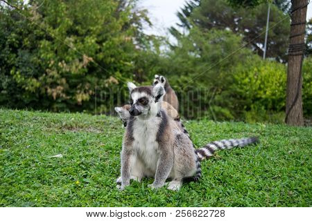 A Family Of Lemus, The Mother Teaches The Little Ones To Play