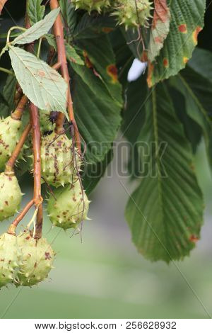 American Chestnut (castanea Dentate) Tree With Spiny Fruit Growing In An Urban Area In South Eastern