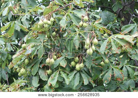 American Chestnut (castanea Dentate) Tree With Spiny Fruit Growing In An Urban Area In South Eastern