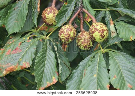 American Chestnut (castanea Dentate) Tree With Spiny Fruit Growing In An Urban Area In South Eastern