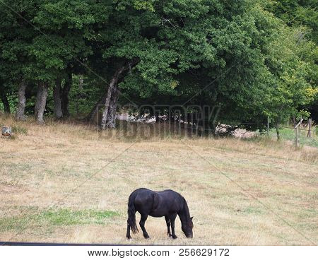 Photography That Is Showing A Horse In A Field