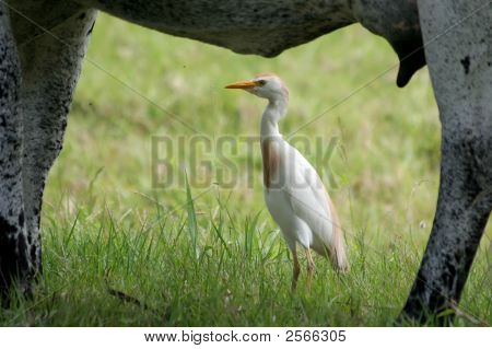 Nguni And Tick Bird