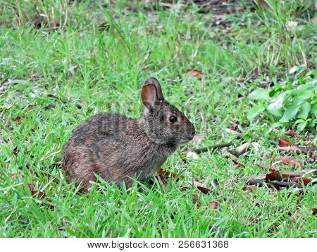 Marsh Rabbit Ding Darling Wildlife Refuge Florida