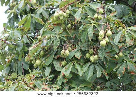 American Chestnut (castanea Dentate) Tree With Spiny Fruit Growing In An Urban Area In South Eastern
