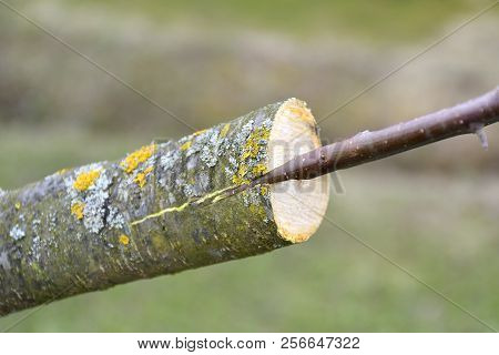 Apple Tree Renovation By The Grafting. Grafting A Fruit Tree With Old Hardworking Hands In A Garden