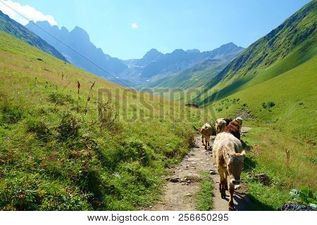 Grand Alpine Mountain Range With Wild Cows Crossing The Way On A Hiking Trail Leading From Juta To C
