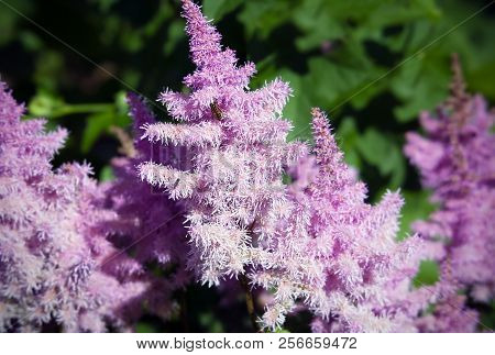 Flowers Of Pink Astilba In The Garden