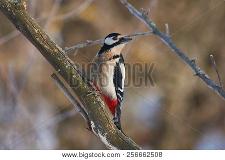 Great Spotted Woodpecker (dendrocopos Major) Sits On A Branch Covered With Lichen (watercolor Backgr
