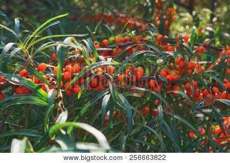 Ripe Bright Orange Berries Of Sea Buckthorn Hippophae