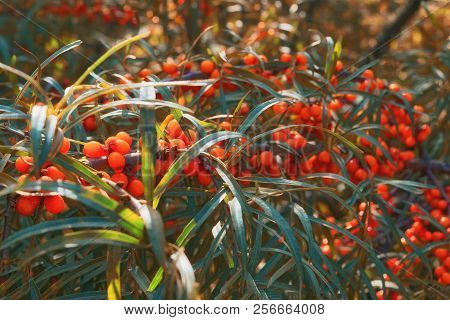 Ripe Bright Orange Berries Of Sea Buckthorn Hippophae