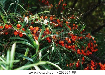 Ripe Bright Orange Berries Of Sea Buckthorn Hippophae
