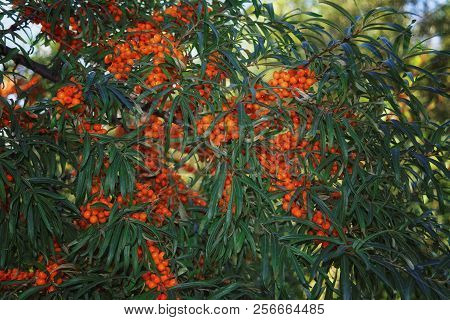 Ripe Bright Orange Berries Of Sea Buckthorn Hippophae