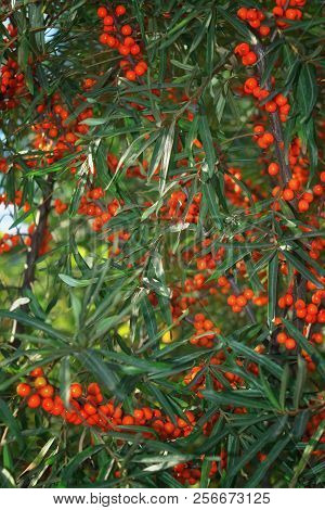 Ripe Bright Orange Berries Of Sea Buckthorn Hippophae