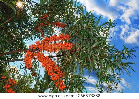 Ripe Bright Orange Berries Of Sea Buckthorn Hippophae