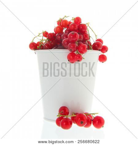Fresh red currents harvest in white bucket isolated in studio