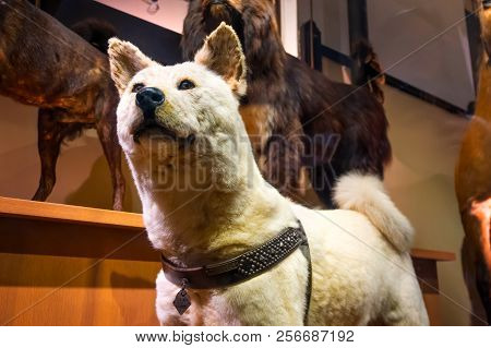 Tokyo, Japan - April 29 2018: Hachiko, A Faithful Akita Inu Dog That Remarkable Loyalty To His Owner